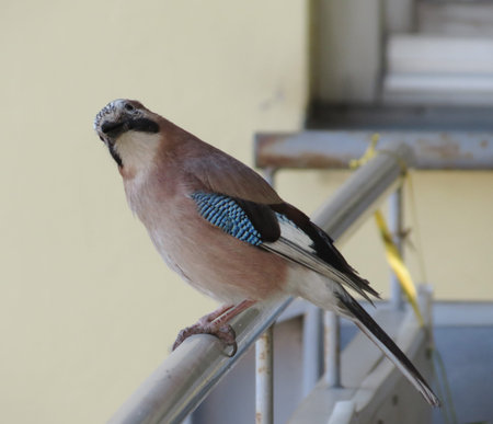 Eurasian jay (Garrulus glandarius) animal of phylum Chordata, clade Ornithurae, class Aves (birds)