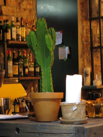 OSLO, NORWAY - CIRCA AUGUST 2017: cactus (Angiosperms Eudicots Caryophyllales Cactaceae) plant in a Mexican restaurantのeditorial素材