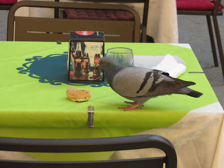 PERUGIA, ITALY - CIRCA APRIL 2019: pigeon on a alfresco bar table with pastryのeditorial素材