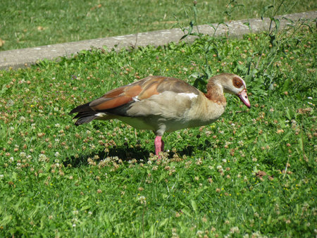 Egyptian Goose scientific name Alopochen aegyptiaca of animal class birdsのeditorial素材