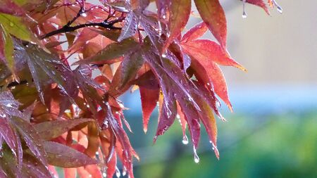 Raindrops on red maple leavesの写真素材