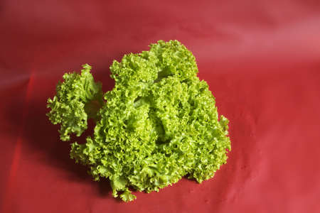 crisp lettuceの写真素材