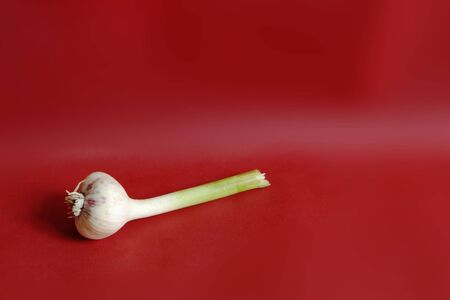 garlicの写真素材