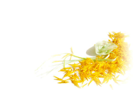 sunflowers and green rose - frameの写真素材