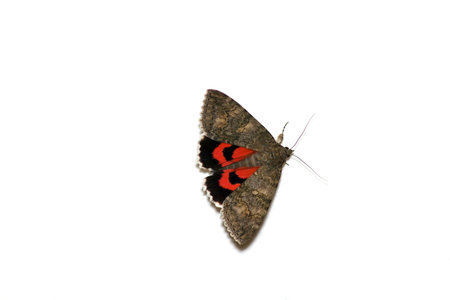 butterfly isolated