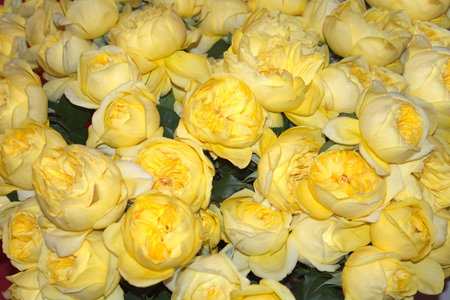 Bed of Yellow Roses