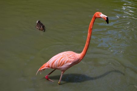 Flamingo Close-up in a pondの写真素材