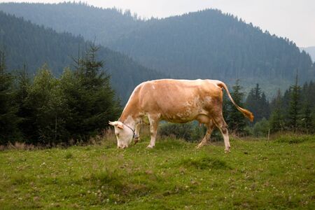 Cow on green summer mountain meadowの写真素材