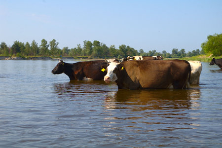 herd of cow on watering placeの写真素材