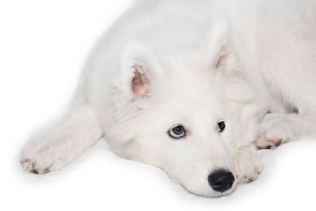 Young Samoyed dog isolatedの写真素材