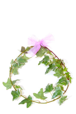 fresh and green leaves isolated on white backgroundの写真素材