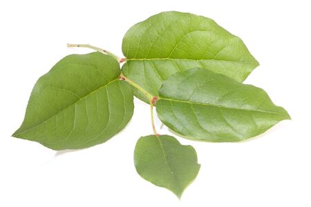 fresh and green leaves isolated on white backgroundの写真素材