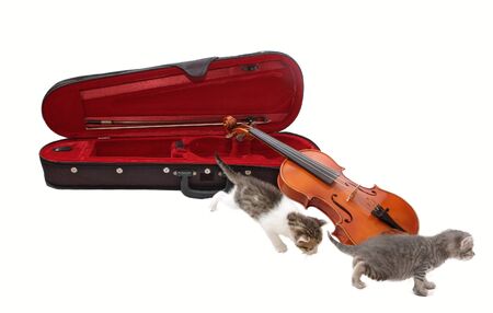 kitten quartette - the end of  the concertの写真素材