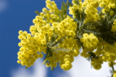 mimosa flowersの写真素材