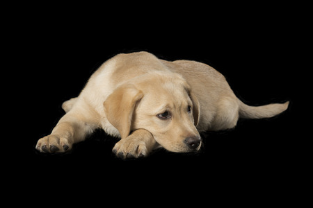 Beautiful Labrador retriever, champagne colored, isolated on black backgroundの写真素材