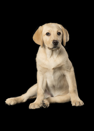 Beautiful Labrador retriever, champagne colored, isolated on black backgroundの写真素材