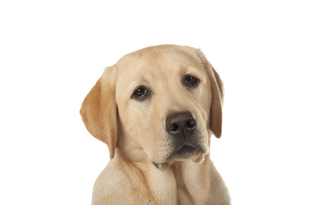 Beautiful Labrador retriever, champagne colored, isolated on white backgroundの写真素材