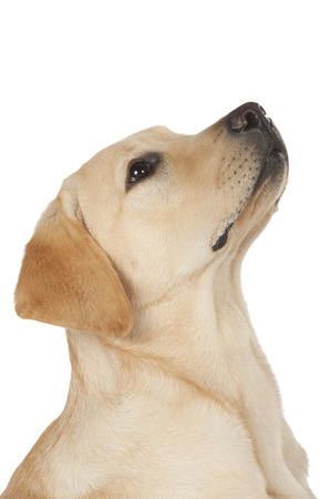 Beautiful Labrador retriever, champagne colored, isolated on white backgroundの写真素材