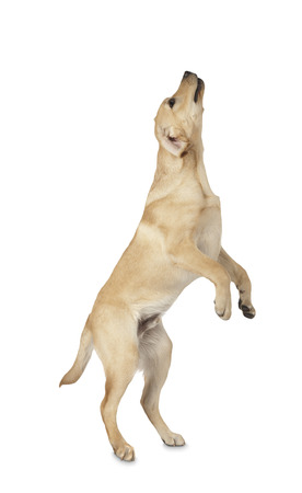 Beautiful Labrador retriever, champagne colored, isolated on white backgroundの写真素材