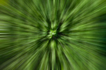 a texture of green climber with leaves,  during Springの写真素材