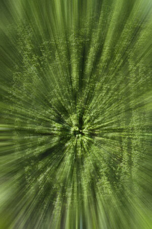 a texture of green climber with leaves,  during Springの写真素材