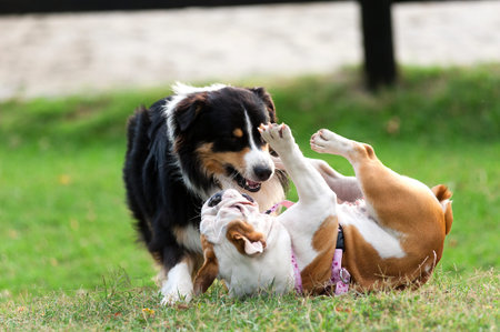dogs, of different race, playing on a green lawn during summer