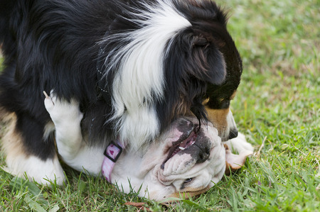 dogs, of different race, playing on a green lawn during summerの写真素材