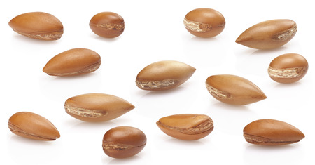 seeds of argan on white,a close up isolated on whiteの写真素材
