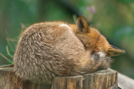 Portrait of a red fox (Vulpes vulpes) on a green background, curl upの写真素材