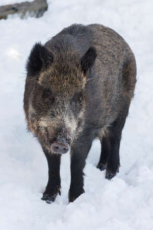 wilde boar during winter looking for foodのeditorial素材