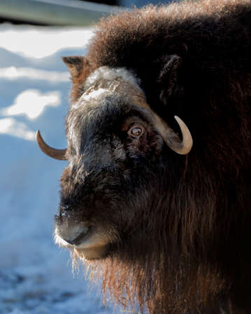 european bison during winter time, Norrbotten, Swedenのeditorial素材