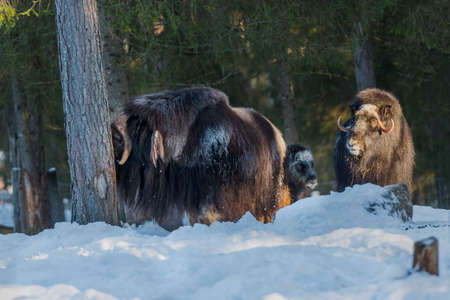 a few buffalo, during winter, with sun and snowのeditorial素材