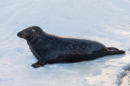 a isolated seal during winterのeditorial素材