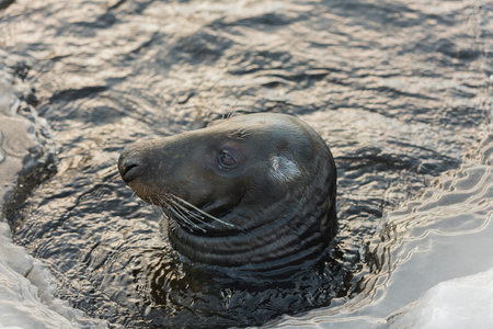 a isolated seal during winterのeditorial素材