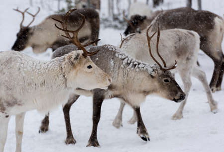 Reindeers in natural environment, Lapland, north Sweden, during winterのeditorial素材
