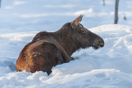 a female elk on snow in winter, Lapland, Swedenの写真素材