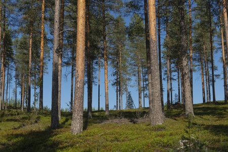 Sunny Panoramic Forest of Spruce Trees in summer, Lapland, Swedenの写真素材