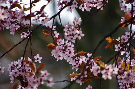 peach blossom detail