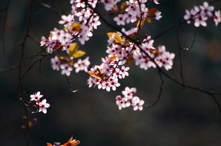 peach blossom detail