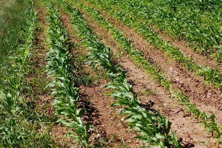 cornの写真素材