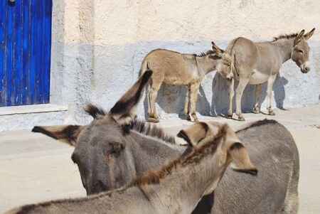donkeysの写真素材