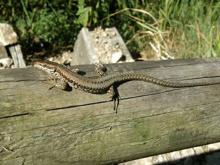 lizardの写真素材
