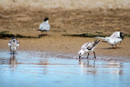 small water birdの写真素材