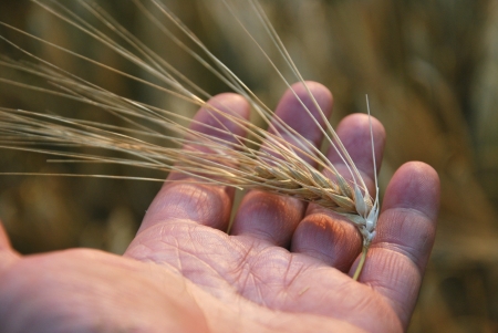 corn ears and handsの写真素材