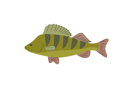 Perch fish illustration in flat style. Colorful Perch fish isolated on white background. Vector illustrationのイラスト素材