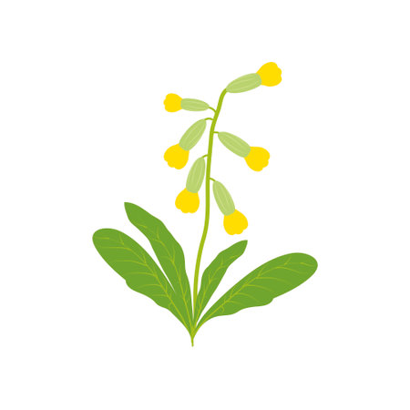 Flower cowslip primrose illustration isolated on white background. Primula veris flower herb vector.のイラスト素材