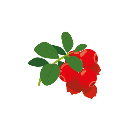 Cranberry icon in flat color style. Fruits and berriesのイラスト素材