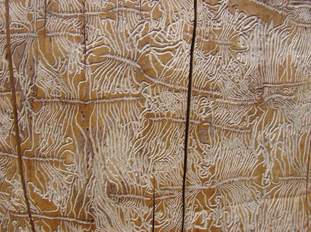 Bark beetle gallery engraving the wood (subfamily of beetles Scolytinae). Some species of bark beetles produce single winding tracks.の写真素材