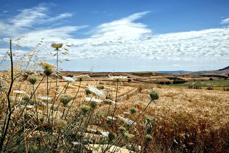 landscape with flowersの写真素材