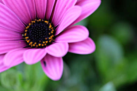 closeup of a red violet daisyの写真素材